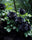 Exotic Hybrid Climbing Rose Flower Seeds – Pack of 20  - Black - Rose Seeds