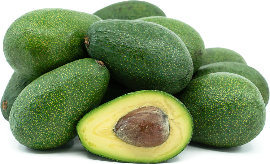 Fuerte Avocado Seeds – Pack of 2 - Fruit Seeds