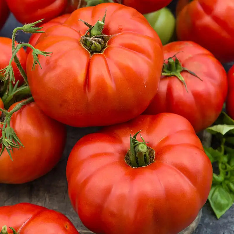 🍅 Beefsteak Tomato Hybrid Seeds – 100 Seeds, Large & Juicy Fruits  - Vegetable Seeds