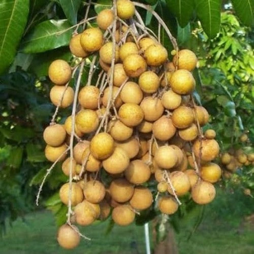 DIAMOND RIVER LONGAN FRUIT PLANT EXOTIC PLANTS