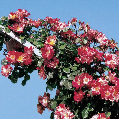 Exotic Hybrid Climbing Rose Flower Seeds – Pack of 20  - Fourth of July - Rose Seeds