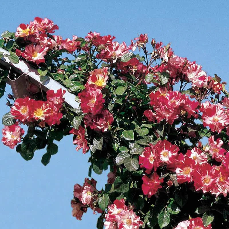 Exotic Hybrid Climbing Rose Flower Seeds – Pack of 20  - Fourth of July - Rose Seeds
