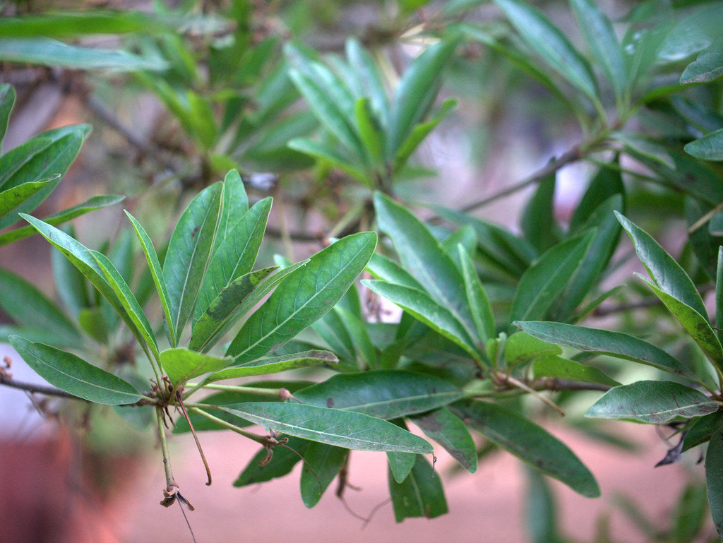 Eluppa (Madhuca longifolia) Medicinal Plant - Healthy Live Plant in Polybag
