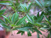 Eluppa (Madhuca longifolia) Medicinal Plant - Healthy Live Plant in Polybag
