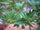 Eluppa (Madhuca longifolia) Medicinal Plant - Healthy Live Plant in Polybag