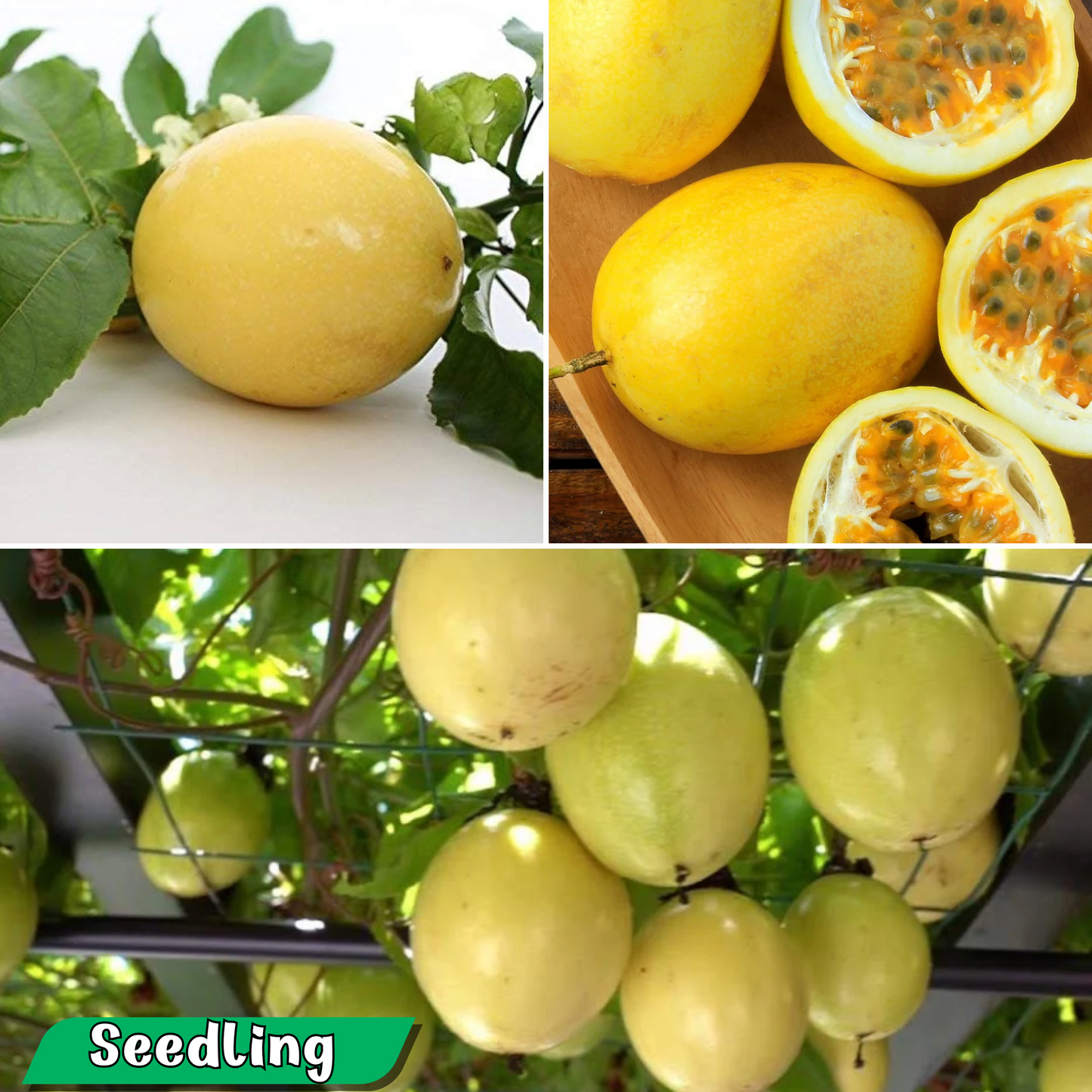 Passionfruit - Giant Yellow Fruit Plant