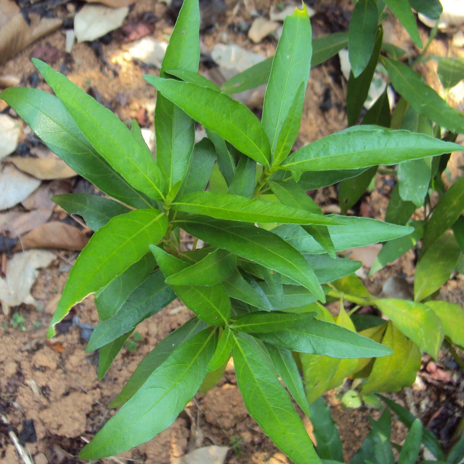 Vaathamkolli Justicia Gendarussa Medicinal Plant: Healthy Live Plant in Polybag