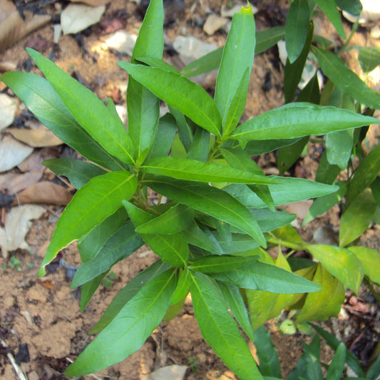 Vaathamkolli Justicia Gendarussa Medicinal Plant: Healthy Live Plant in Polybag