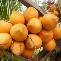 Hybrid Dwarf Coconut - Chowghat Orange Dwarf (Keraleyan) Plant