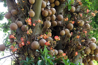 Authentic Nagalingam (Couroupita Guianensis) Medicinal Plant - Healthy Live Sapling