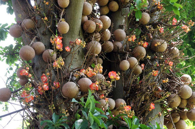 Authentic Nagalingam (Couroupita Guianensis) Medicinal Plant - Healthy Live Sapling