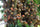 Authentic Nagalingam (Couroupita Guianensis) Medicinal Plant - Healthy Live Sapling