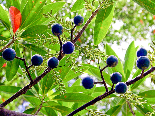 Authentic Rudraksham (Elaeocarpus Angustifolius) Medicinal Plant - Live and Healthy