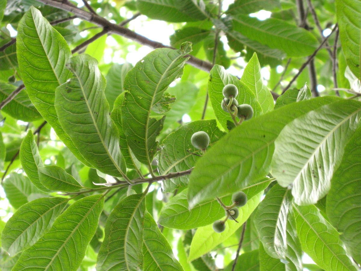 Authentic Rudraksham (Elaeocarpus Angustifolius) Medicinal Plant - Live and Healthy