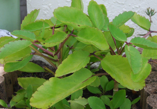 Ila Mulachi Bryophyllum Pinnatum Live Medicinal Plant - Healthy Herbal Healer