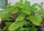 Ila Mulachi Bryophyllum Pinnatum Live Medicinal Plant - Healthy Herbal Healer
