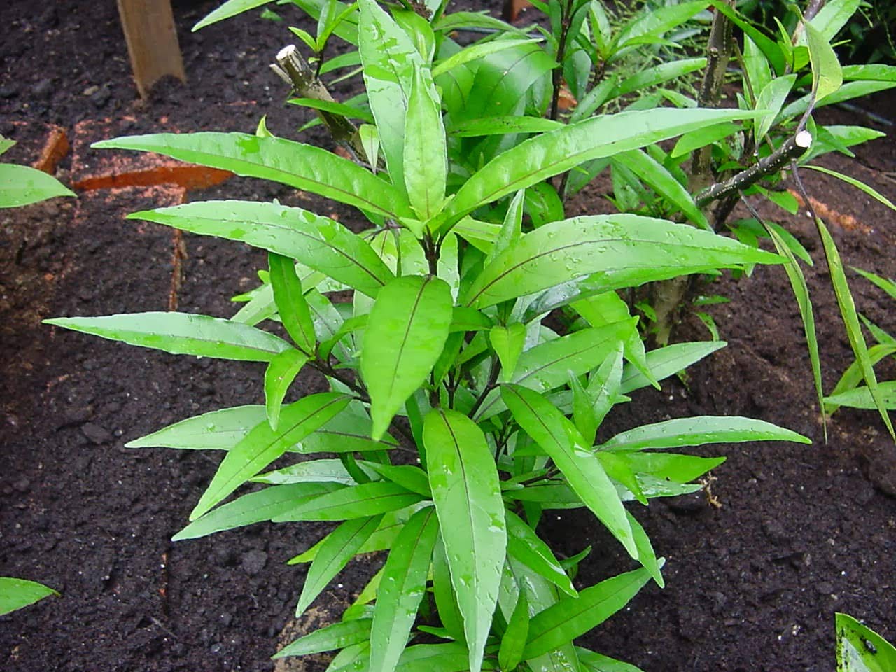 Vaathamkolli Justicia Gendarussa Medicinal Plant: Healthy Live Plant in Polybag
