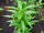 Vaathamkolli Justicia Gendarussa Medicinal Plant: Healthy Live Plant in Polybag