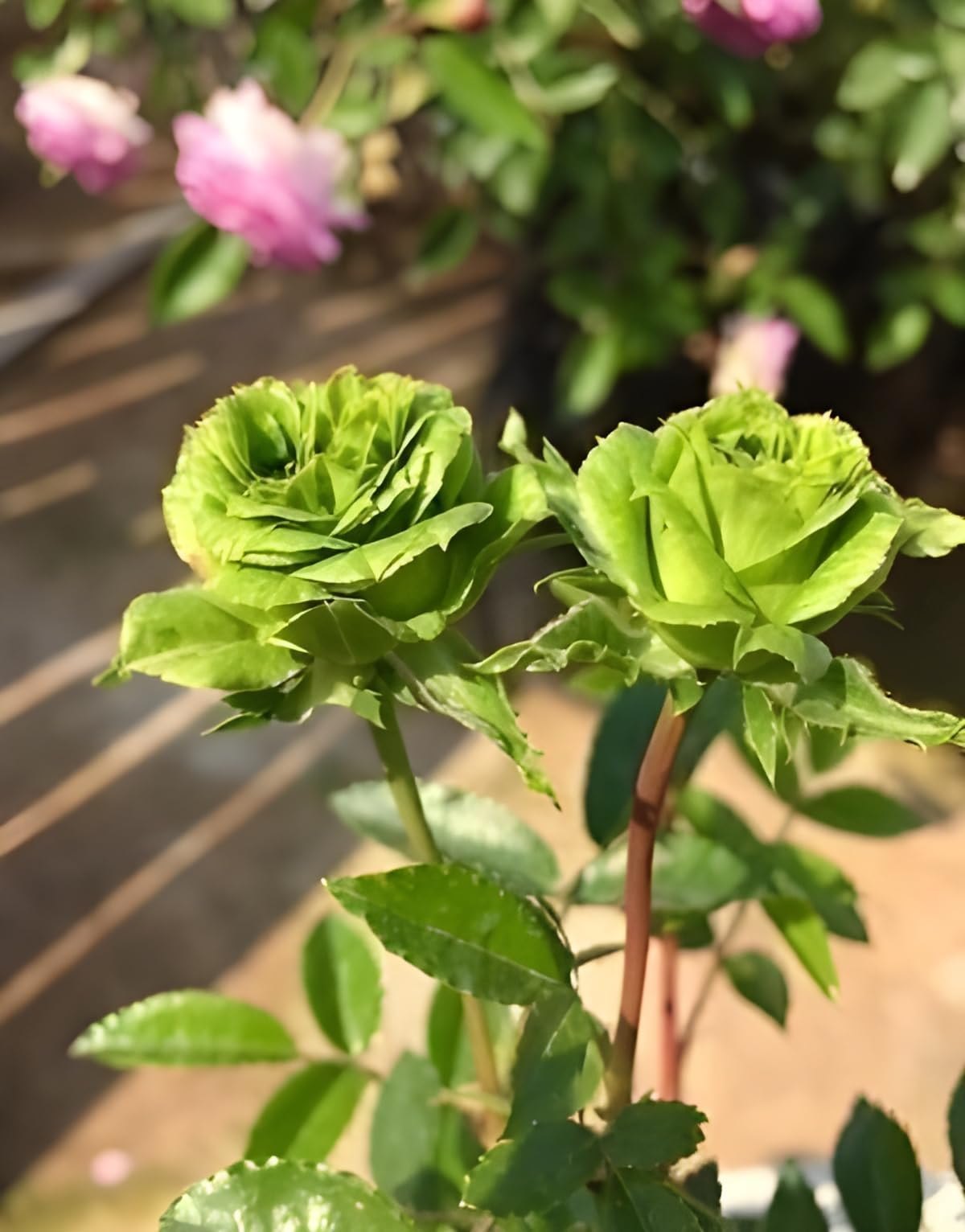 Premium Hybrid Rose Flower 20  Seed - Greensleeves - Rose Seeds