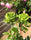Premium Hybrid Rose Flower 20  Seed - Greensleeves - Rose Seeds