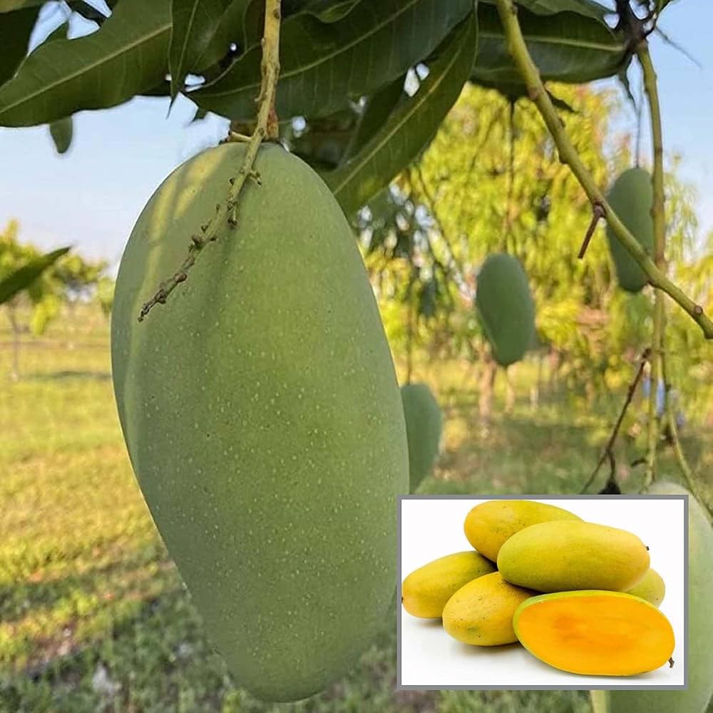 Mango Plant (Dasheri) Live Mango 1 Plant (Mangifera indica) – Grafted Variety  -Fruit Plants
