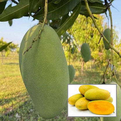 Mango Plant (Dasheri) Live Mango 1 Plant (Mangifera indica) – Grafted Variety  -Fruit Plants