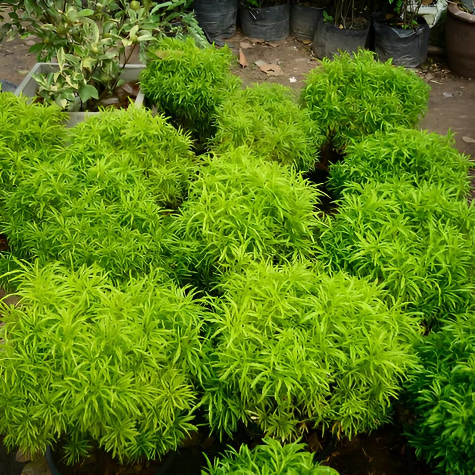 Aralia Healthy Live Plant (Green, Pack of 1) | Indoor & Outdoor Plant for Home and Office Decoration - Best Selling