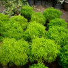Aralia Healthy Live Plant (Green, Pack of 1) | Indoor & Outdoor Plant for Home and Office Decoration - Best Selling
