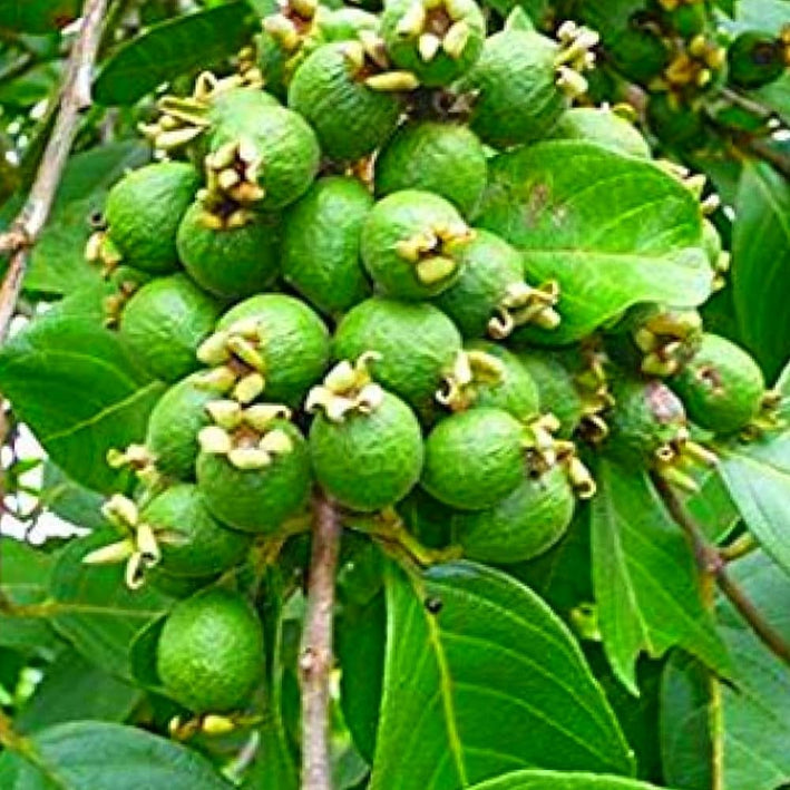 GRAPE GUAVA FRUIT PLANT EXOTIC PLANTS