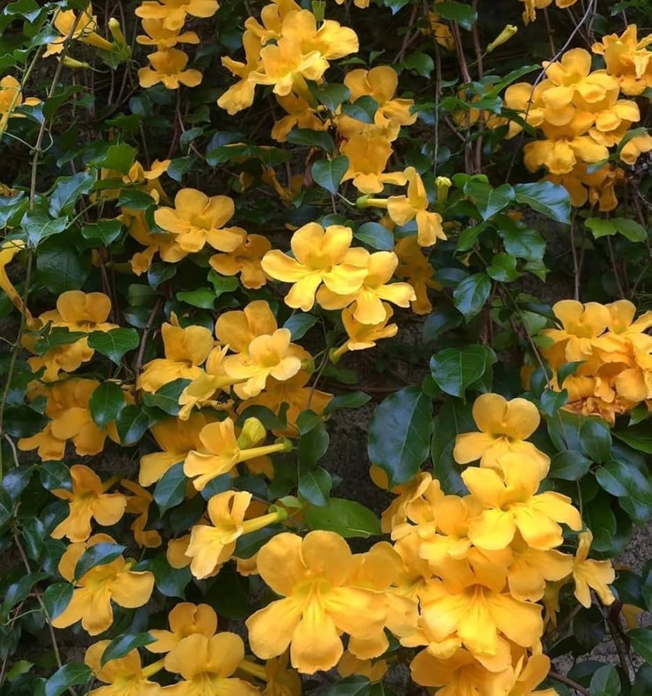 Cat's Claw Creeper Plant | Fast-Growing Yellow Flowering Climber for Outdoor Walls & Fences | Macfadyena unguis-cati - Best Selling
