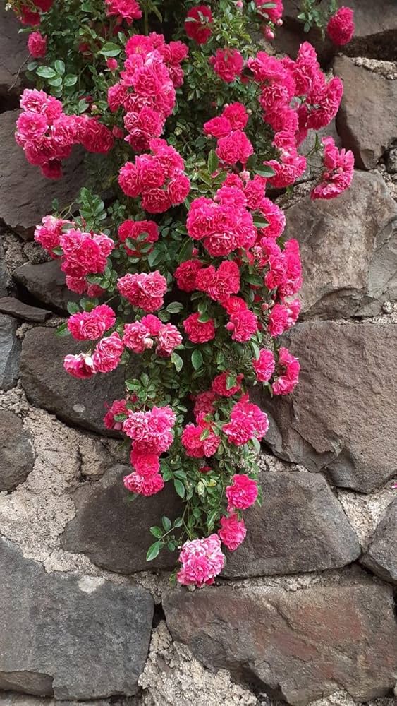 Elysian Climber – Hybrid Rose Seeds for Timeless Floral Walls - Rose Seeds