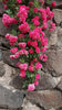 Elysian Climber – Hybrid Rose Seeds for Timeless Floral Walls - Rose Seeds