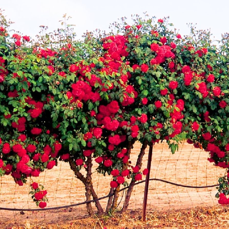 Exotic Hybrid Climbing Rose Flower 20 Seeds   - Clg Don don - Rose Seeds