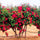 Exotic Hybrid Climbing Rose Flower 20 Seeds   - Clg Don don - Rose Seeds