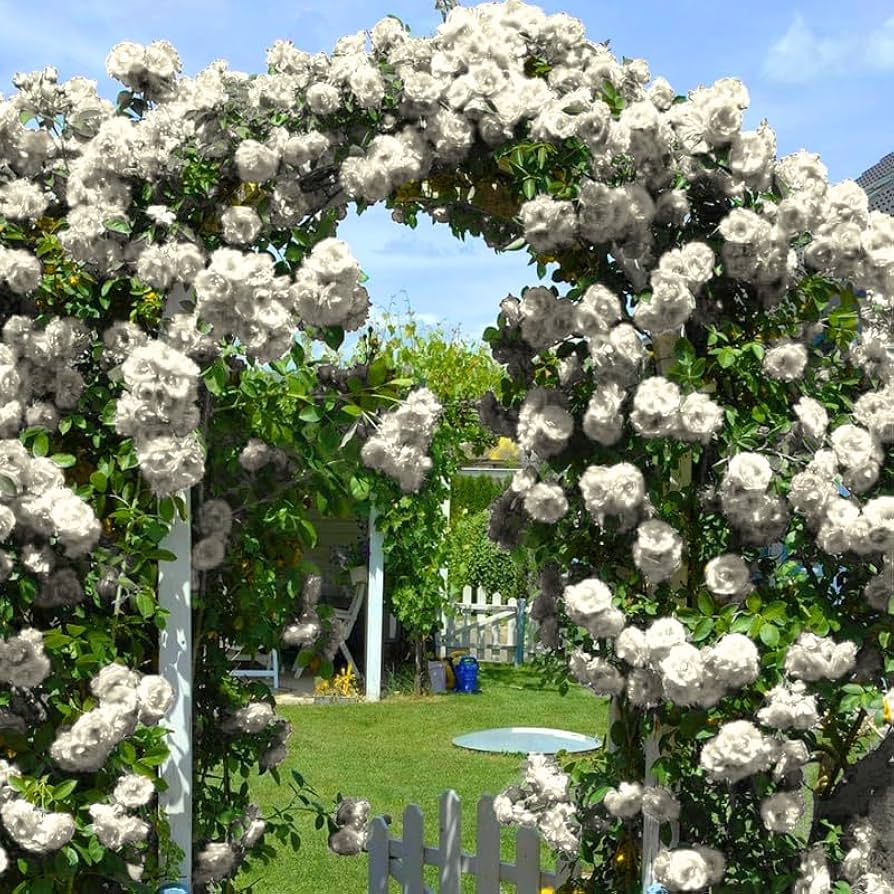Royal Bloom Climbing Rose – Hybrid Rose Seeds for Vertical Elegance - Rose Seeds