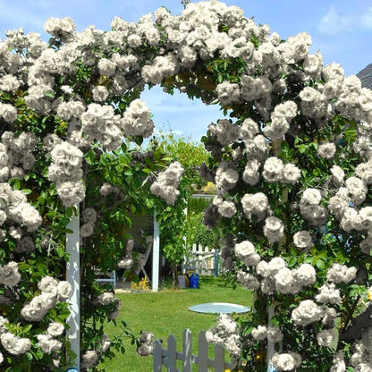 Royal Bloom Climbing Rose – Hybrid Rose Seeds for Vertical Elegance - Rose Seeds