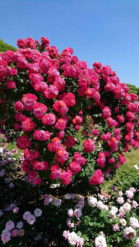 Elysian Climber – Hybrid Rose Seeds for Timeless Floral Walls - Rose Seeds