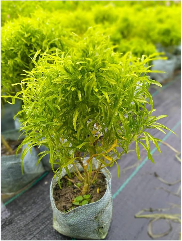 Rare Golden Ball Aralia Live Plant | Healthy Decorative Indoor & Outdoor Plant - Best Selling