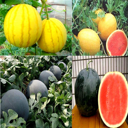 Mixed Variety Watermelon Seeds – Colorful, Sweet & Refreshing (Pack of 20) - Fruit Seeds
