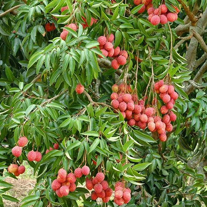 LICHI FRUIT PLANT EXOTIC PLANTS