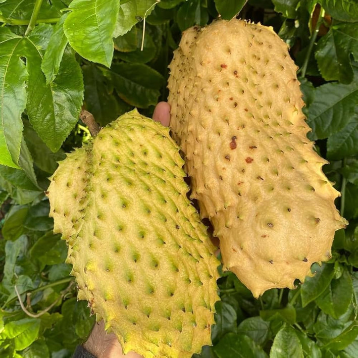 Soursop plant Annona muricata -  Medicinal Plant Live Plants