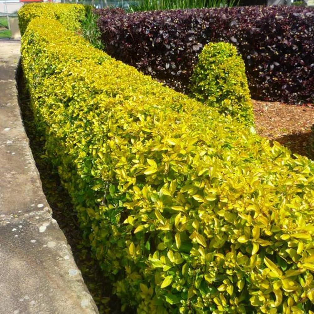 Golden Duranta (Golden Dewdrops) Live Plant | Attractive Hedge Plant for Home & Garden | Healthy Live Plant - Best Selling