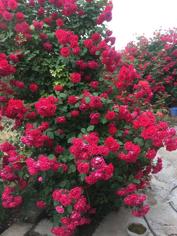 Elysian Climber – Hybrid Rose Seeds for Timeless Floral Walls - Rose Seeds