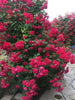 Elysian Climber – Hybrid Rose Seeds for Timeless Floral Walls - Rose Seeds