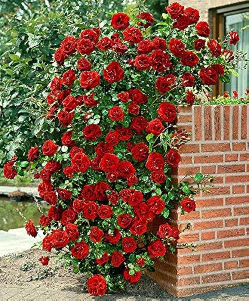 Premium Climbing Rose Seeds – Hybrid Variety for Trellises, Fences & Arches - Rose Seeds