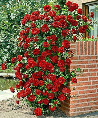 Premium Climbing Rose Seeds – Hybrid Variety for Trellises, Fences & Arches - Rose Seeds