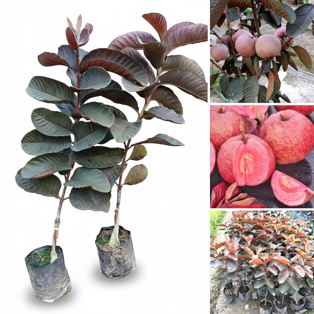 Black Diamond Guava Fruit Plant: Dark Skin, Pink-Red Juicy Sweet Flesh