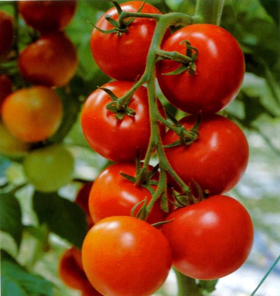 Tomato ‘Pusa Ruby’ – 100 Desi Vegetable Seeds (Premium Indian Variety) -Vegetable Seeds