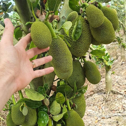Live All Season Vietnam Super Early Jackfruit 1 Bud Plant – Grafted & Ready to Grow  -Fruit Plants