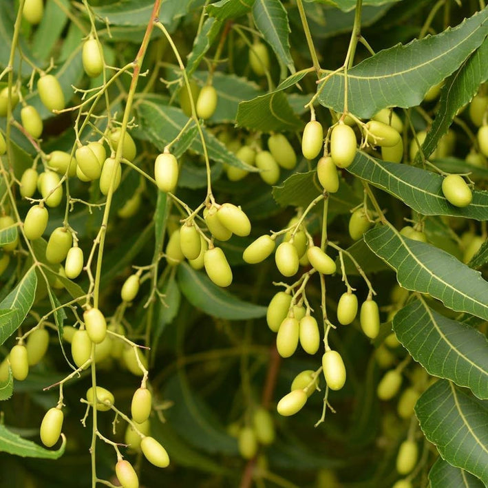 Neem Tree (Azadirachta indica) Live Medicinal Plant Live Plants